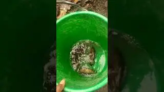 🎣 fishing with ant eggs🐟🐟🐟