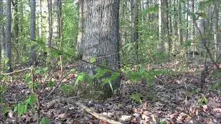 Illinois Public Land Turkey Hunt: Shawnee Gobbler at 30 Yards!