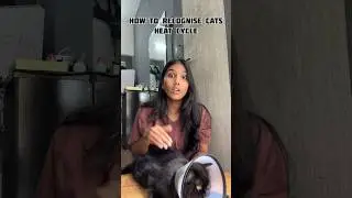 How to know when is your cat on heat?? 🐱 #cat #feline #pet #felinefriend #youtubeshorts