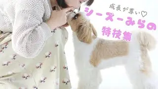 天才…😳？？　 シーズーみらの特技が想像以上だった！【犬の特技まとめ】