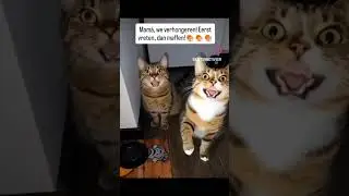 Mam&aacute;, we verhongeren! Eerst vreten, dan maffen!🍖🍖🍖😸😸#voorjou #cody #felix #honger #eten #funny