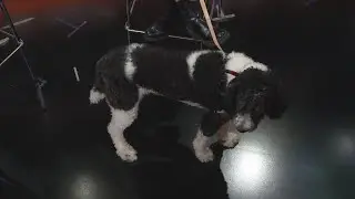 Denver dog a finalist in wacky pet name contest