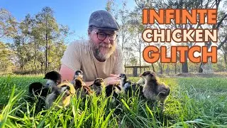 What Egg Shortages?  A Homesteader&rsquo;s Guide to Raising Chicks