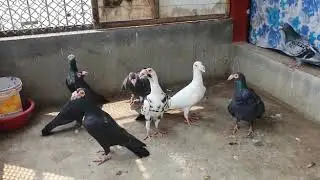 English carrier homer pigeon for sale 9130113053.