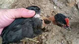 Unificação das baias dos pintinhos e algumas aves da criação