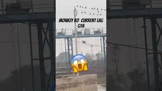 Current lg gya😨 #monkey #viral #hiphop #rap #elvishyadav #motivation #freestyle #music