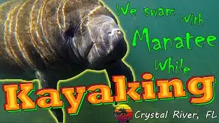 Swimming with Manatees at Three Sisters Springs Crystal River, FL