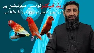Everything about Red Factor Mutation and How to Produce it. #topwishaviary #lovebirds #urdu #hindi