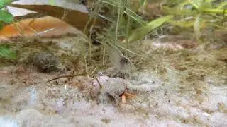 20 Minutes of an Amano Shrimp Eating