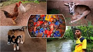 गावाकडची रम्य सकाळ | अमेरिकेहून आलेली चॉकलेट्स | Yes महाराजा