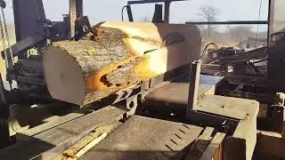 Sawing a big knotted log today # 31