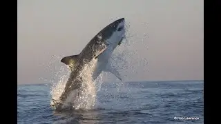 Great White Shark Legend - Seal Island and Breach clip
