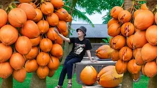 Harvest Golden King Coconut Goes to market sell &ndash;Real life in a village in Azerbaijan! Nature girl