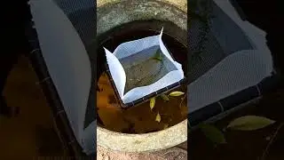 Breeding Cage set up in Cement Tank 😘❤️🥰 #shorts #guppy #guppybreedeing #lifeofguppy