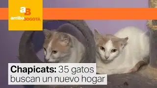 35 gatos desprotegidos buscan hogar tras la muerte de su dueña | CityTv
