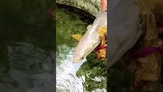 Monster fish | | Snake head fish | #fishing #fish #snakeheadfish #fishfarming #viral #shorts #short