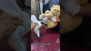 Cat Diaper 😻.