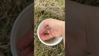 Netting in the pond #fish #crawfish #shrimp #pondfishing #creatures #kidsbelike