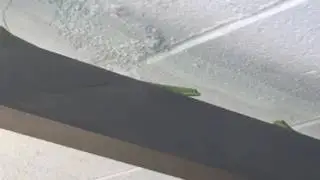 Gecko Encounter