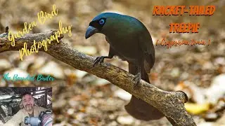 Amazing Garden Birds of Thailand  | The Racket-tailed Treepie  (Crypsirina temia)