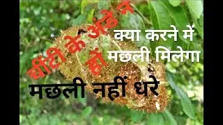Best Bait All Carp Fish  , how do we fish?(Hindi Dubbing)