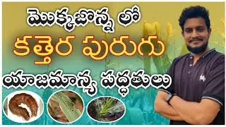 మొక్కజొన్నలో కత్తెర పురుగు నివారణ | Fall Armyworm Management in Maize | Bheeshma Agriculture