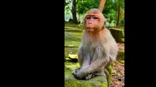 What happened to the little monkey's eyes?, @5starmonkeys