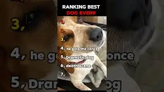 Ranking Best Dog Acting Performances#funny #dog #moments