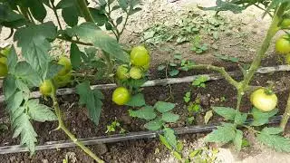 Etajul 1 la tomate