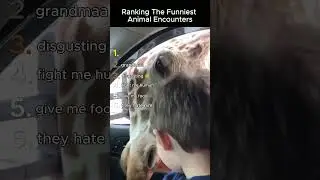 Ranking the funniest animal encounters #funny #animals #ranking