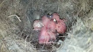 Ashy Tit Parus cinerascens - newly hatched nestlings