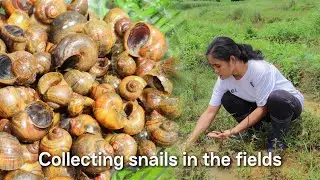 Collecting Snails in the Fields for a Simple Dinner | Countryside Life