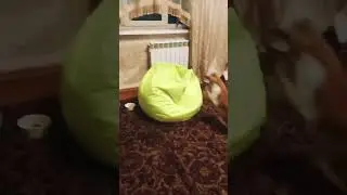 The cat fell in love with the lazy sofa
