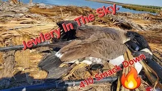 Banded Goose with the .410