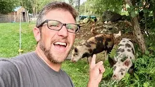 Letting the Pigs Free in Our Apple Orchard (expanding the Pigs Pasture)