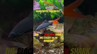 Rainbowfish Tankmates: The Black Red Tailed Shark #fishtank #tropicalfish #aquarium #aquascape