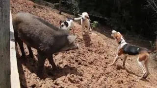 sítio do sr Geraldo