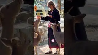 ヨーロッパ人観光客は3頭の鹿を可愛がり、ビスケットを与えた🦌🧇