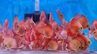 White Faced Red, Red Checkerboards, Red Panda, Red Alenquer Discus fish @ RM Aquatics, Andheri