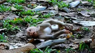 life of little baby monkey