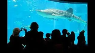 Aquarium watercrystal -Sea Animals with Relaxing Music