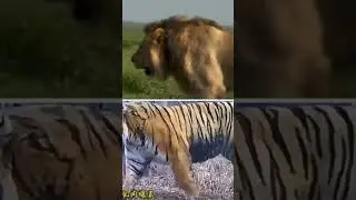 Young lion vs T26 muscles for a lion vs fat for a Siberian tiger