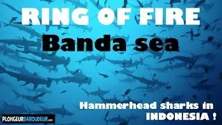 Diving the RING OF FIRE, banda sea, hammerhead sharks, INDONESIA - Plongée mer de banda Indonésie