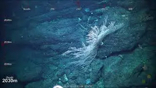 ROV Dive 419 - Seamount Exploration - World Ocean Day - Part 4