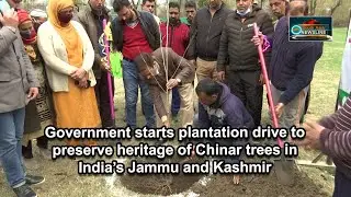 Government starts plantation drive to preserve heritage of Chinar trees in India