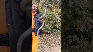 Indian cobra | Snake, India | Venom snake  #snakesofindia #snake  #shorts