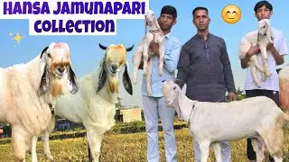 Коллекция Hansa jamunapari &laquo;Звоните быстро ☎️ в altaf goats #hansagoats&raquo;