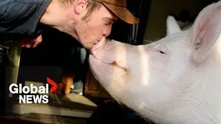 Esther the Wonder Pig dies 