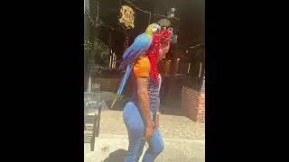 Subscribe #explore #fypシ #locs #parrot #fyp #viral #shorts #short #video ❤️💛💚