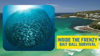 Bait Ball in Australia Surprised Beachgoers at Manly Beach